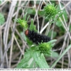 melitaea cinxia larva7nat1 volg1